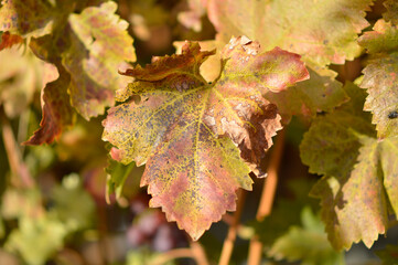 colorful autumn leaves in vineyard