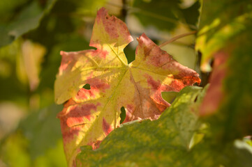 colorful autumn leaves in vineyard