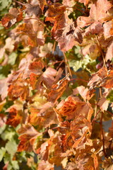 colorful autumn leaves in vineyard