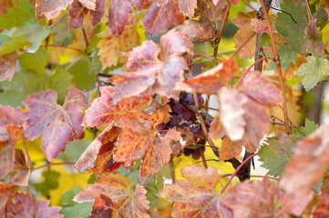 colorful autumn leaves in vineyard