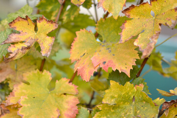 colorful autumn leaves in vineyard