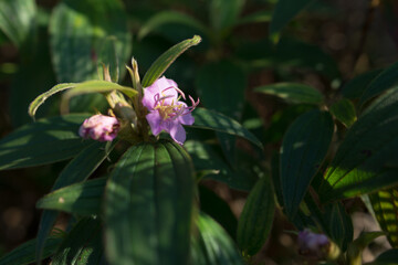 Close-Up of Wild Purple Flower in Natural Forest Light. macro photograph of purple flower surrounded by deep green foliage, illuminated by soft natural light. fragile beauty, symbolizing simplicity