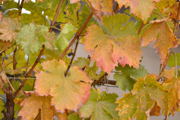 colorful autumn leaves in vineyard