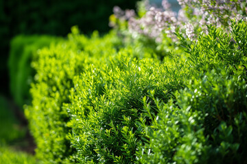 Eco-friendly green hedge along a modern house, symbolizing sustainable landscaping, harmony with nature, and outdoor wellness. Perfect for visuals related to eco lifestyle, home gardening, and natural