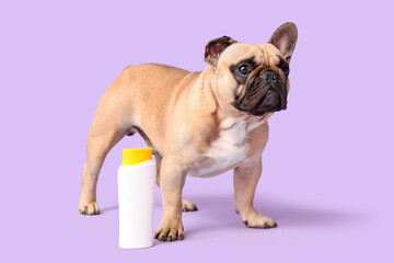 Cute French bulldog with sunscreen on lilac background