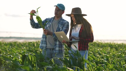 Inspecting corn crop with laptop in field farmer and woman examine plant health while man records data agriculture inspection supports crop management and harvest planning with digital data teamwork