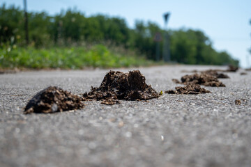 Cow dung on asphalt road