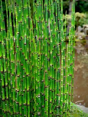 clump of green horsetail