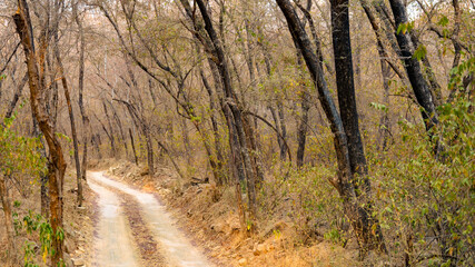 path in the forest, forest path winding through deciduous woodland with bare trees and fallen leaves, symbolizing solitude, exploration, travel, and connection with nature.