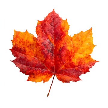 Maple Leaf in Autumn Colors High Detail Isolated on White Background