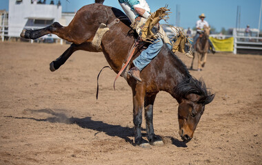 Naklejka premium Bareback Bucking Bronc Riding At Country Rodeo