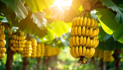 Ripe Banana Bunch Hanging on Tree in Sunlit Tropical Plantation