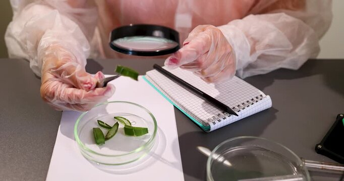 Researchers analyze plant samples under a magnifying glass in a laboratory.