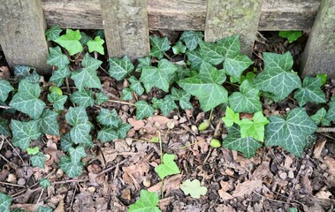 Close-up of common ivy (Hedera helix) growing near a wooden fence, surrounded by dry leaves and acorns. Natural garden or forest background with rich texture and detail.
