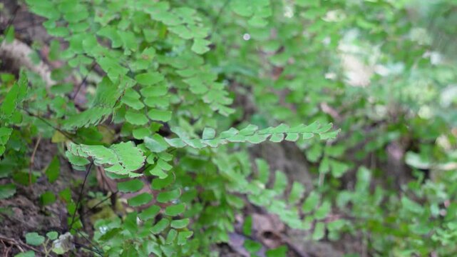 close-up of a Maidenhair Fern, likely Adiantum capillus-veneris, also known as Southern maidenhair fern or Venus hair fern