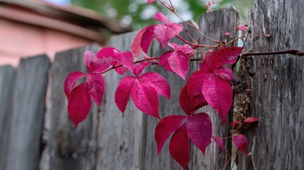 Vibrant pink foliage on wooden fence