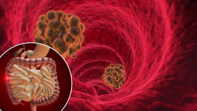 blood cells in a vein