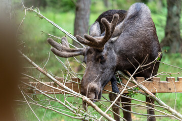 Elch und Bison in Schweden