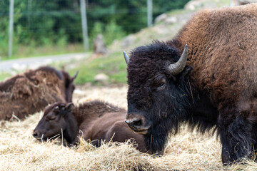 Elch und Bison in Schweden