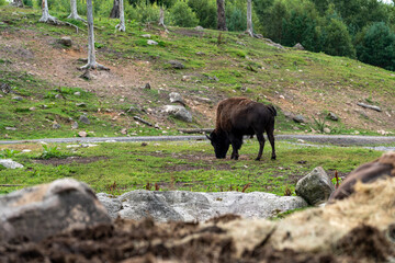 Elch und Bison in Schweden