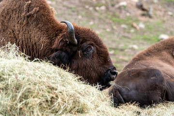 Elch und Bison in Schweden