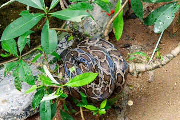close up of a python snake