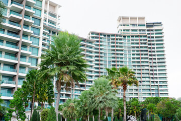 palm trees in downtown miami