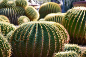 Little cactus on small pot, plant for decoration. Beautiful blooming cactus, selective focus blurred green nature background. Hobby during work from home concept.