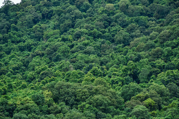 Obraz premium green forest in the mountains