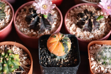 Little cactus on small pot, plant for decoration. Beautiful blooming cactus, selective focus blurred green nature background. Hobby during work from home concept.