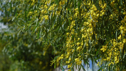 Acacia dealbata blossoms under the sunny skies of torrevieja in vibrant yellow, showcasing lush nature and outdoor beauty amidst the spanish landscape.