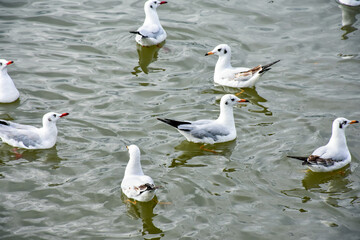 group of ducks