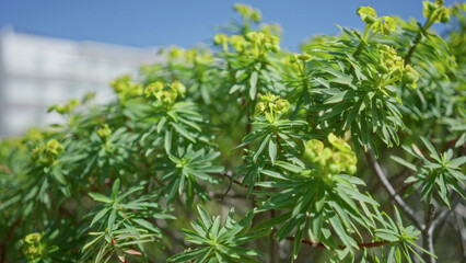 Vibrant green euphorbia plants under sunny blue sky in outdoor setting in mallorca, spain,...