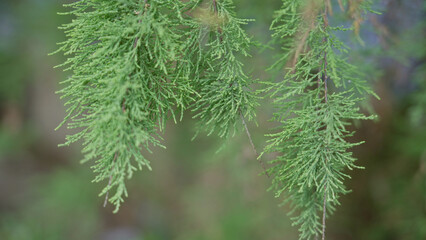 Lush green foliage of cupressus sempervirens in sunny torrevieja spain with detailed needle-like leaves contrasting against a soft blurred outdoor background.