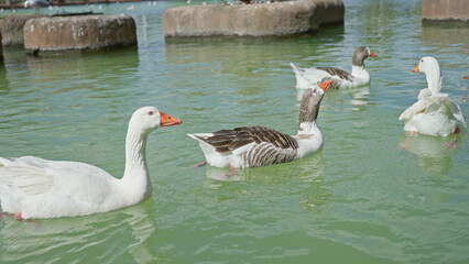 Geese swimming gracefully in a sunlit outdoor pond surrounded by nature and stone formations under a clear blue sky.