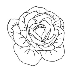 Hand drawn roses head in line art for packaging, social media post, cover, banner, creative post and wall arts. Isolated outline rose bud sketches in black color. Vector illustration for design on