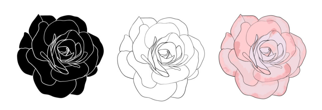 Camellia flowers head vector set. Camellia and rose flower collection for spring with various colors for spring season isolated in white background. Vector illustration.