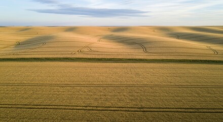 Obraz premium Vast golden wheat field stretching to the horizon under a blue sky