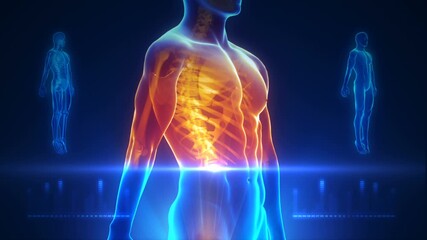 x ray of a human spine