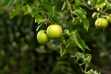 Fototapeta premium Two green apples hang from leafy branch in garden, ripening in late summer light and showing natural blemishes, fresh produce growing organically on backyard tree