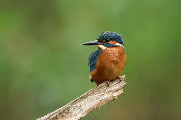 A hunting Kingfisher, Alcedo atthis, perching on a branch at the edge of a river.