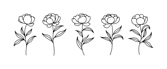 Delicate floral line art featuring five peony flowers in various stages of bloom, perfect for design and decoration inspiration