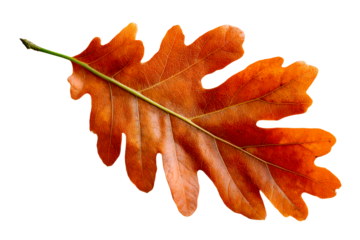 Autumn oak leaf with vibrant orange color