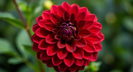 深紅ダリア 柔らかな光に照らされ 美しく咲く. AI Generated