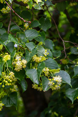 Linden, linden blossom with green leaves on a tree in summer