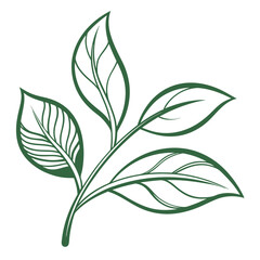 Green leaf branch, a botanical vector illustration
