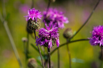 Centaurea scabiosa subsp. apiculata, Centaurea apiculata, Compositae. Wild plant shot in summer