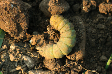 Greater Death's Dead Hawk-moth caterpillar in the ground. Acherontia atropos caterpillar