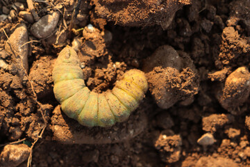Greater Death's Dead Hawk-moth caterpillar in the ground. Acherontia atropos caterpillar