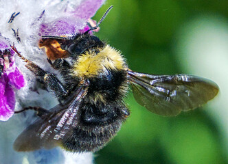 Female California Bumble Bee hangs from Lamb's Ear tongue extended seeking nectar